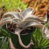 Lg. Rare Marnier-Lapostollei Desert Dyckia Plant (bromeliad-like)