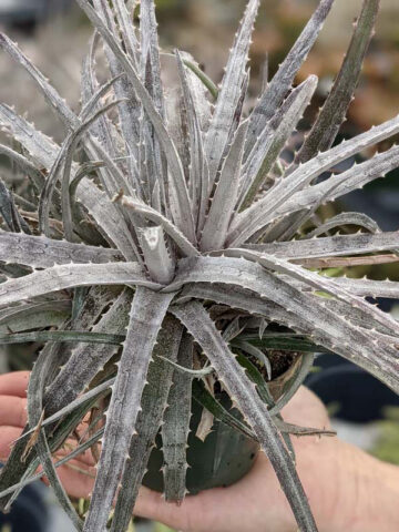 Silvery-White Desert Dyckia Plant (bromeliad-like) - Image 3