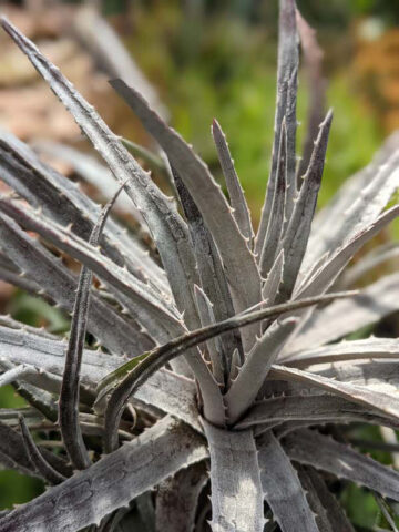 Silvery-White Desert Dyckia Plant (bromeliad-like) - Image 4