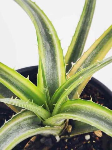 Lg. Super Rare Velascana Variegated Desert Dyckia Plant (bromeliad-like)