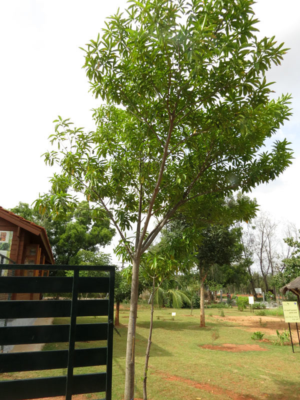 Elaeocarpus ganitrus plant/Rudraksha Plant 1 Unit Best Quality 