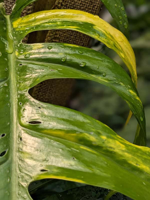 Epipremnum Pinnatum Green Flame - Image 5