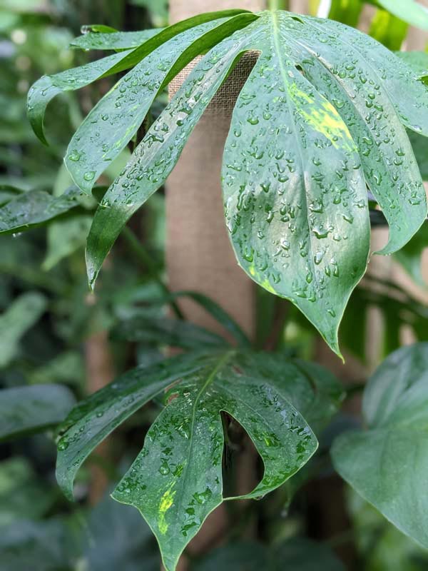 Epipremnum Pinnatum Green Flame - Image 3