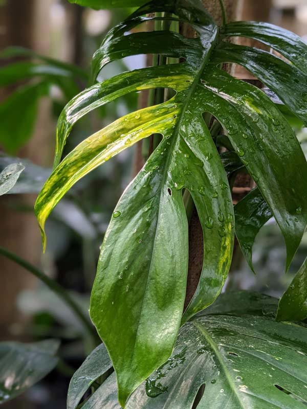 Epipremnum Pinnatum Green Flame - Image 2