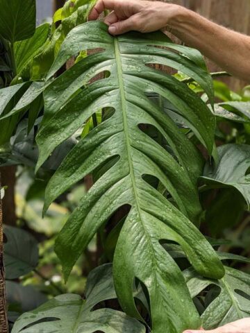 Alternative view of Epipremnum Pinnatum Cebu Blue Plant