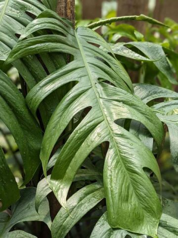 Epipremnum Pinnatum Cebu Blue Plant