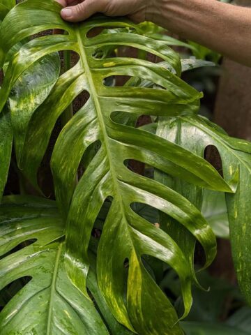 Epipremnum Pinnatum Kujang Gold Flame (Excellent Variegation)