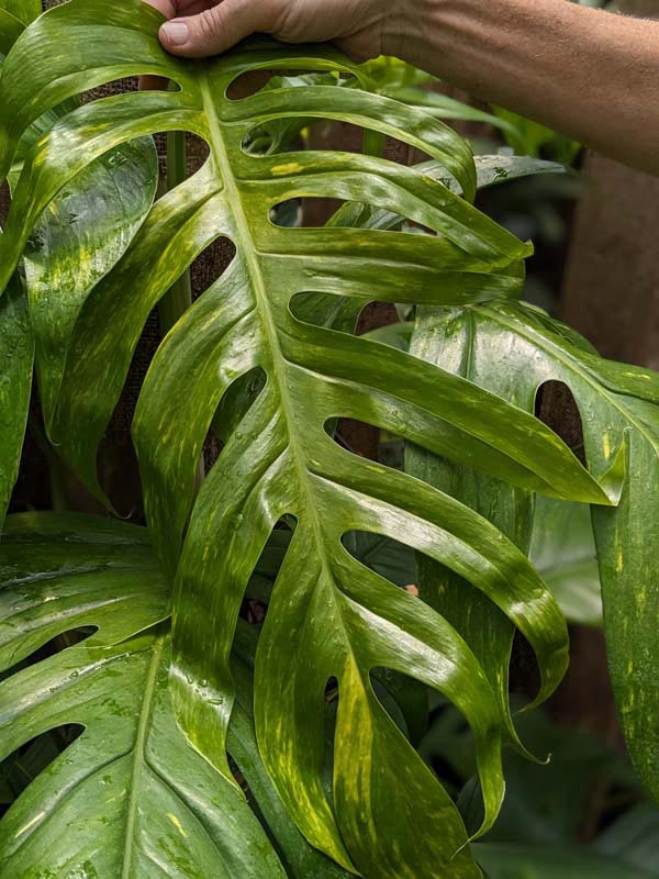 Epipremnum Pinnatum Kujang Gold Flame (Excellent Variegation)