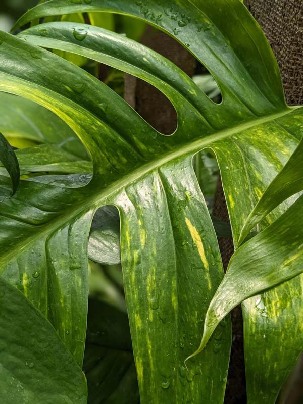 Epipremnum Pinnatum Kujang Gold Flame (Excellent Variegation) - Image 2