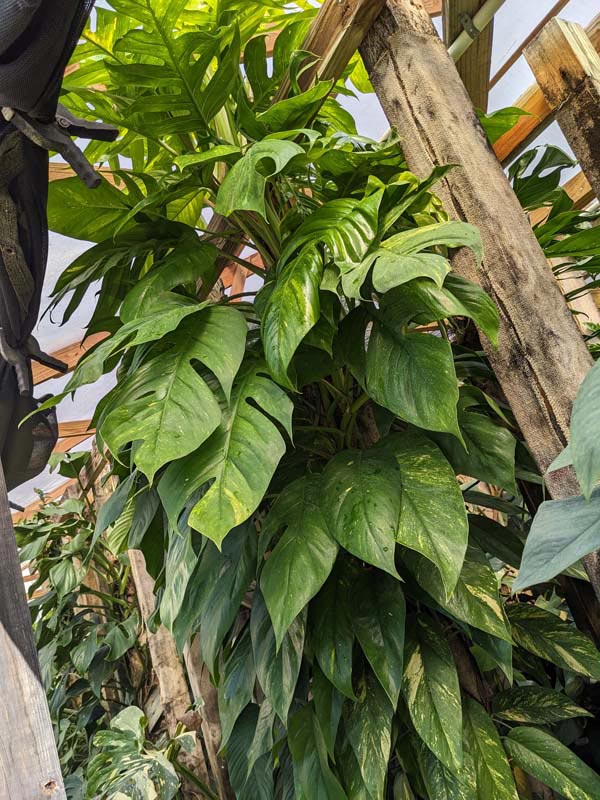 Epipremnum Pinnatum Kujang Gold Flame (Excellent Variegation) - Image 3