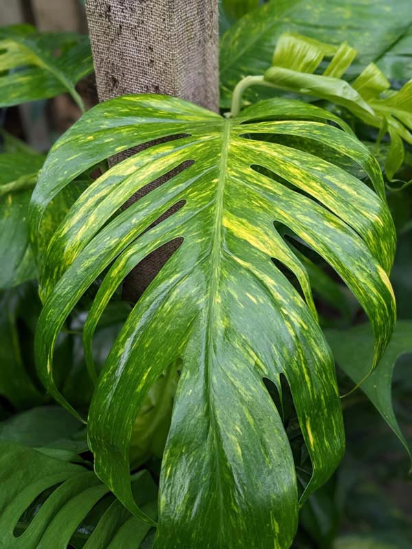 Epipremnum Pinnatum Kujang Gold Flame (Excellent Variegation) - Image 6