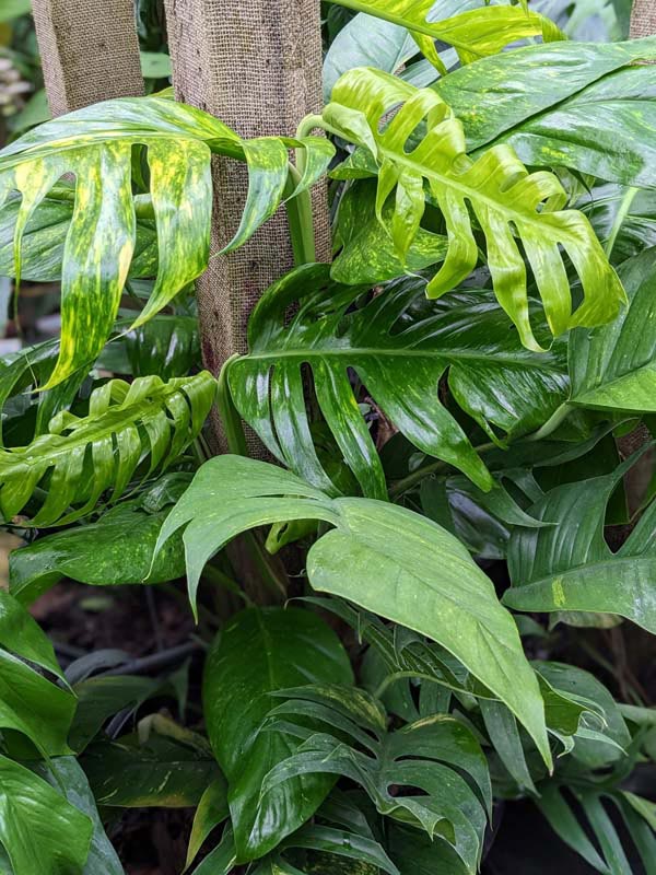 Epipremnum Pinnatum Kujang Gold Flame (Excellent Variegation) - Image 7