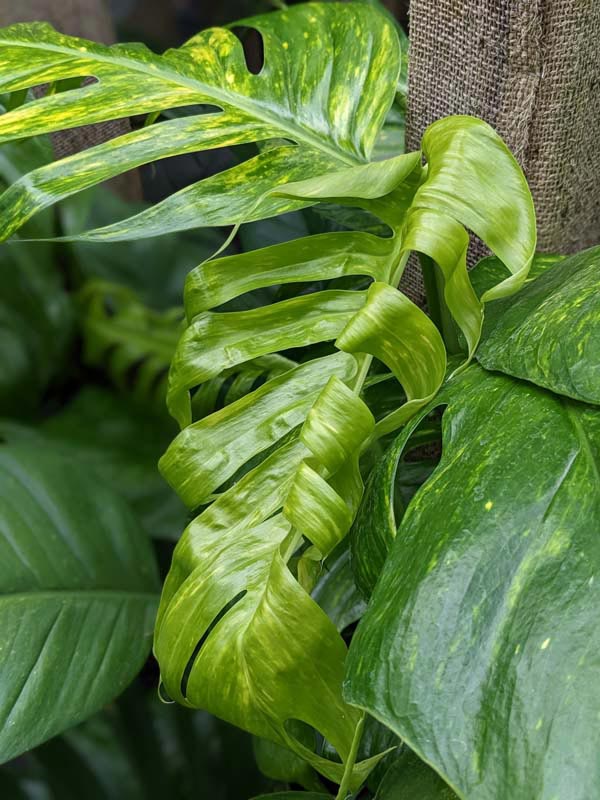 Epipremnum Pinnatum Kujang Gold Flame (Excellent Variegation) - Image 8