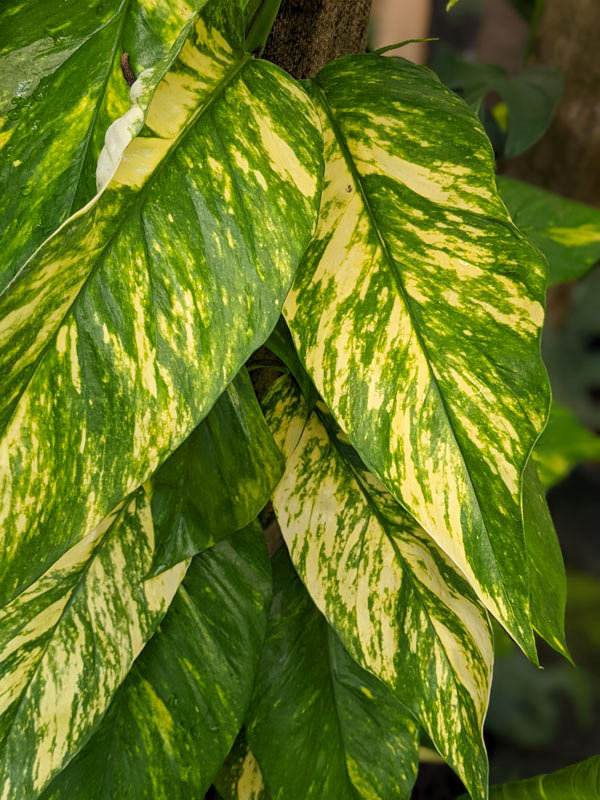 Epipremnum Pinnatum Kujang Gold Flame (Excellent Variegation) - Image 4