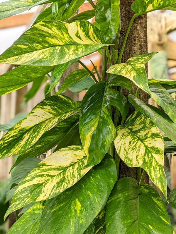 Epipremnum Pinnatum Kujang Gold Flame (Excellent Variegation) - Image 5