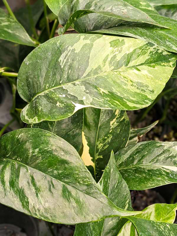 Epipremnum Pinnatum Albo Variegated 6″ pot – 305 Greenery, Inc.