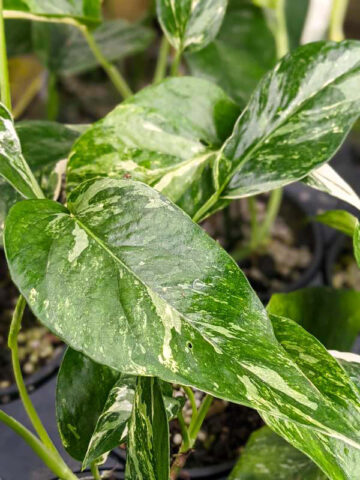 Epipremnum Pinnatum Albo Variegata (smaller plant) – The RaeneForest