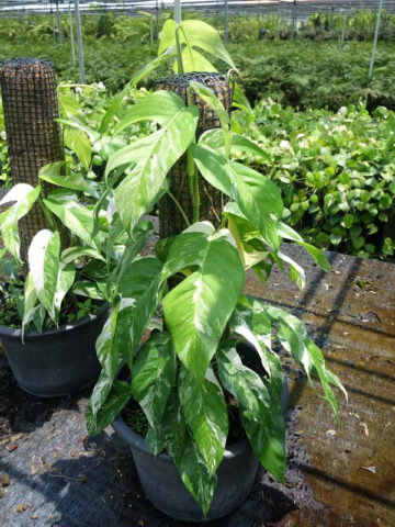 Epipremnum pinnatum albo variegata – Fairchild Tropical Botanic Garden