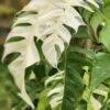 Epipremnum Pinnatum Albo Variegata Plant