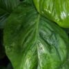 Harlequin Aurea Pothos (epipremnum aureum)