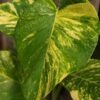 NEW Japan Sfida Pothos Pothos Plant (epipremnum aureum)