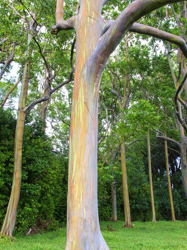 rainbow tree care offer code