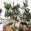 Fat Caudex Capsaintmariensis Cactus* (euphorbia capsaintmariensis)