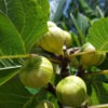 Lg. Panachee Tiger Fig Tree From Seed (ficus carica)
