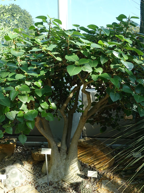 Rock Fig Ficus Petiolaris growing on rock 