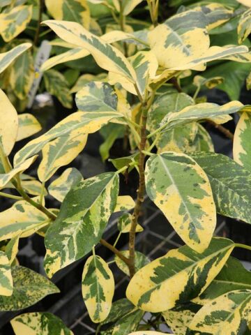 Lg. Variegated Rusty Bottom Fig (ficus rubiginosa variegata) - Image 6