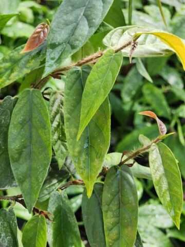 Ficus Sagittata Bronze Plant (rare ficus vine)
