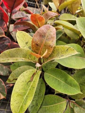 Alternative view of Lg. Ficus Shivereana Colorful Houseplant (ficus sp.)
