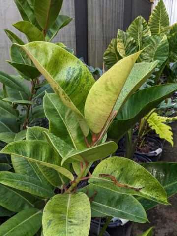 Lg. Ficus Shivereana Colorful Houseplant (ficus sp.)