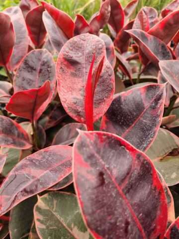 Lg. Red Passion Ficus Elastica Ruby (ficus sp.)
