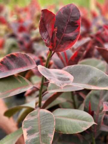 Alternative view of Lg. Red Passion Ficus Elastica Ruby (ficus sp.)