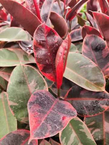 Alternative view of Lg. Red Passion Ficus Elastica Ruby (ficus sp.)