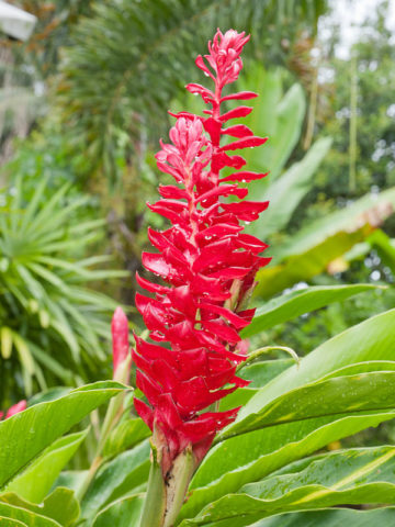 Lg. Petite Red Ginger Plant (alpinia purpurata) – Urban Tropicals