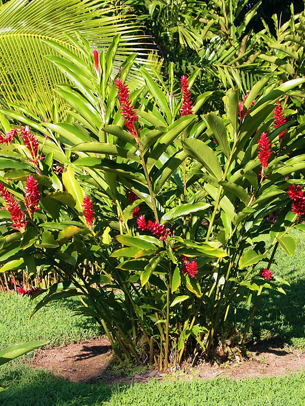 Ginger plant red flower information