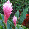 Lg. Tropic Pink Tomi Ginger Plant (alpinia purpurata)