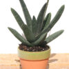 Top Seller Rigid Gasteria Batesiana Plant (aloe-like)