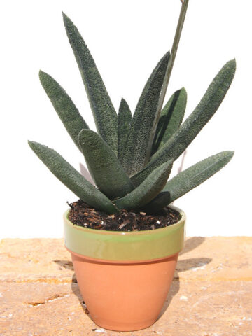 Top Seller Rigid Gasteria Batesiana Plant (aloe-like)