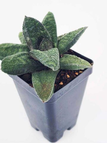 Top Seller Rigid Gasteria Batesiana Plant (aloe-like) - Image 6