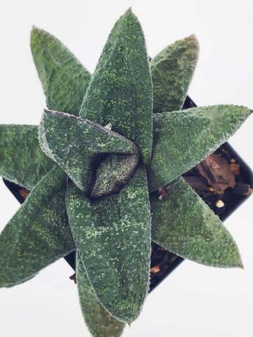 Top Seller Rigid Gasteria Batesiana Plant (aloe-like) - Image 4