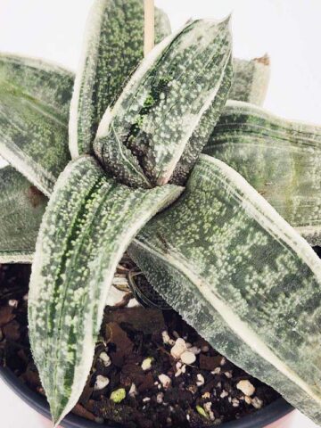 Lg. Stunning Batesiana White Variegated Plant (aloe-like)