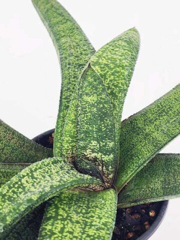 Lg. New Release Kens Nile Green Neon Gasteria Plant (aloe-like) - Image 2