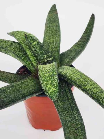 Lg. New Release Kens Nile Green Neon Gasteria Plant (aloe-like)
