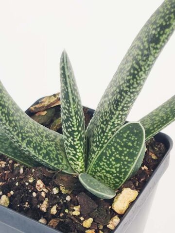 Lg. Rare One Dimension Carinata Verrucosa Gasteria Plant (aloe-like)