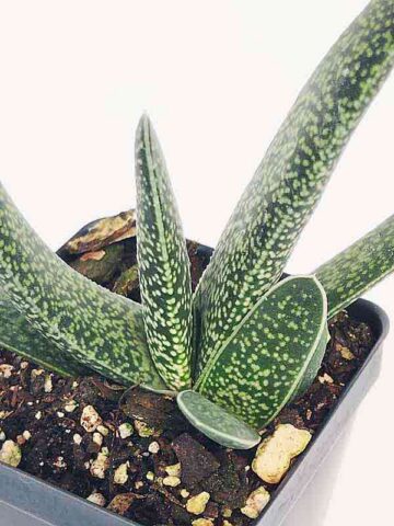 Lg. Rare One Dimension Carinata Verrucosa Gasteria Plant (aloe-like)
