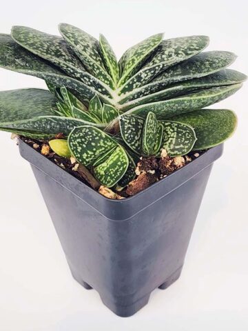 Limited Ernesti Rauchi Gasteria Plant (aloe-like) - Image 2