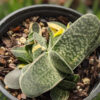 Limited Ernesti Rauchi Gasteria Plant (aloe-like)